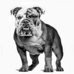 Meet the Bulldog